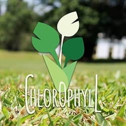 logo web design chlorophyll